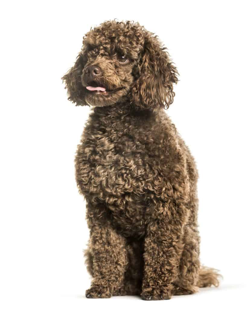 Toy Poodle