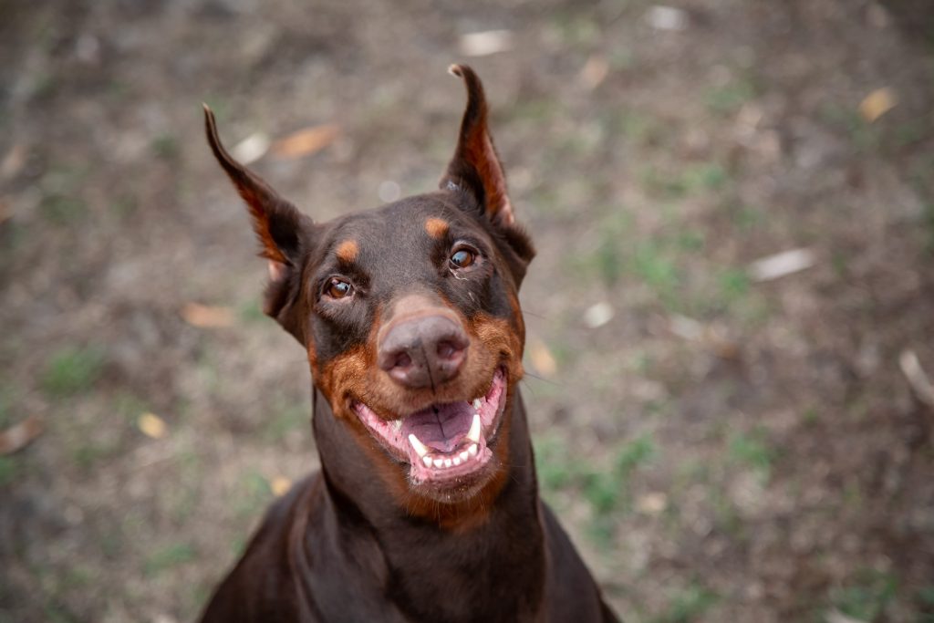 How Much Do Red Dobermans Cost?