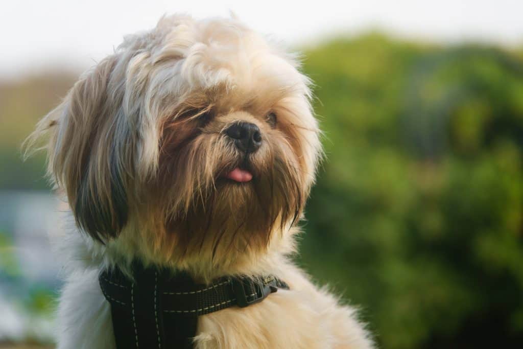 Brown Poodle-Shih Tzu Mix