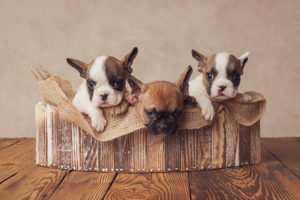 White and Brown French Bulldogs