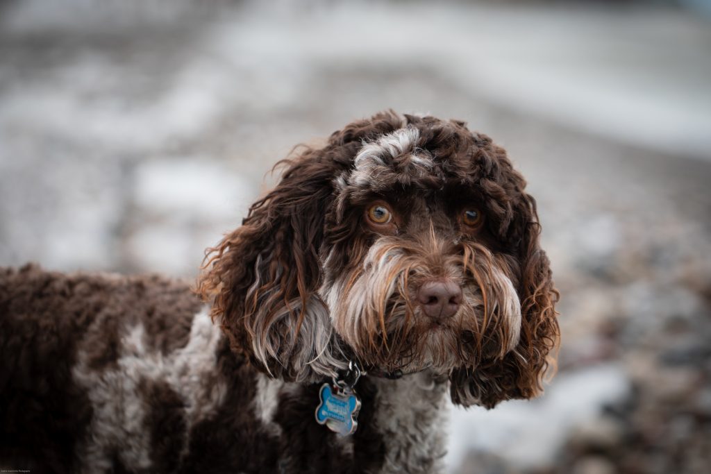 Labradoodle