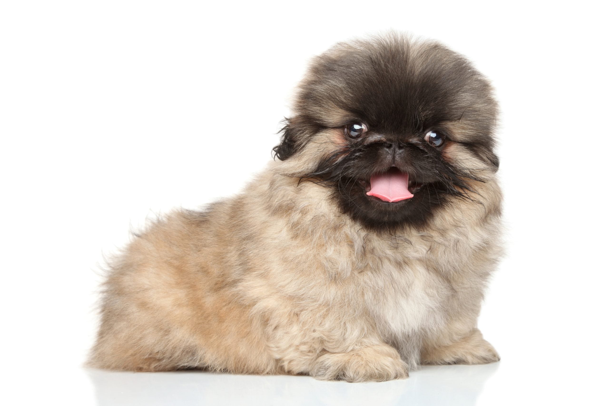 Teacup Pekingese Is It the Right Dog for You?