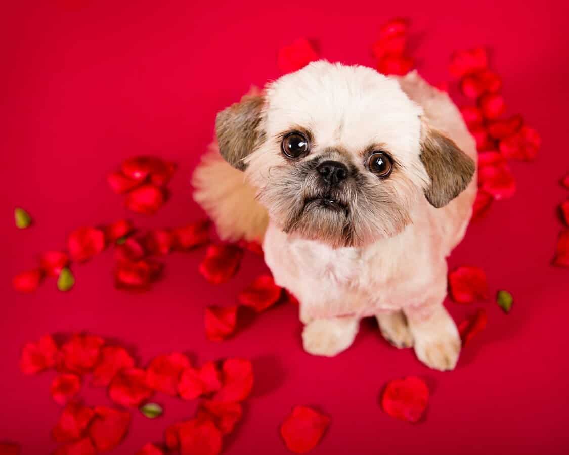 Teacup Pekingese Is It the Right Dog for You?