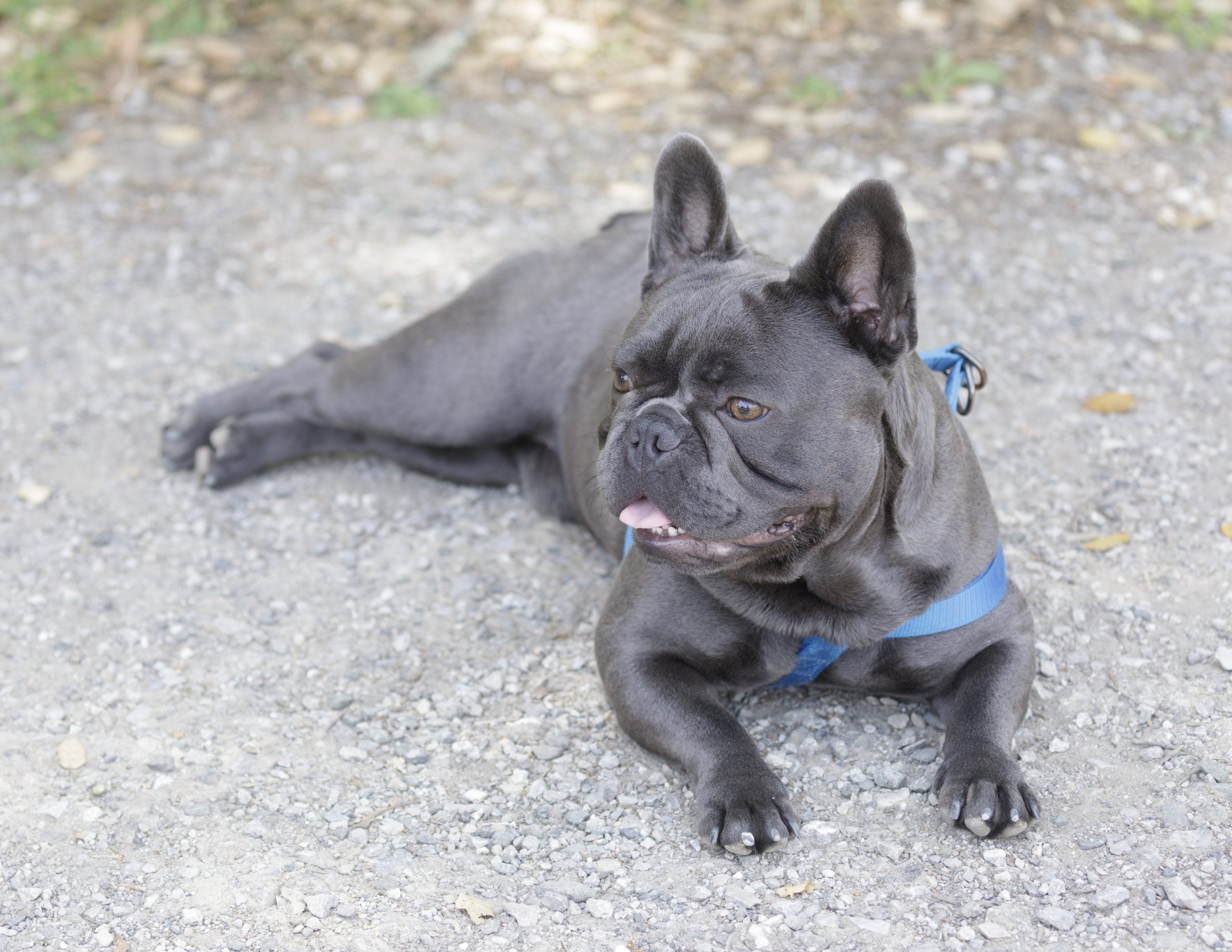 LOLONG Golf French Bulldog - Orange main image 0