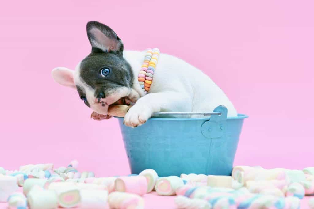 White and Blue French Bulldog