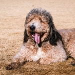 How Much Does a Brindle Labradoodle Cost?