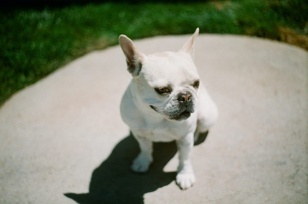 an adult white french bulldog on concrete