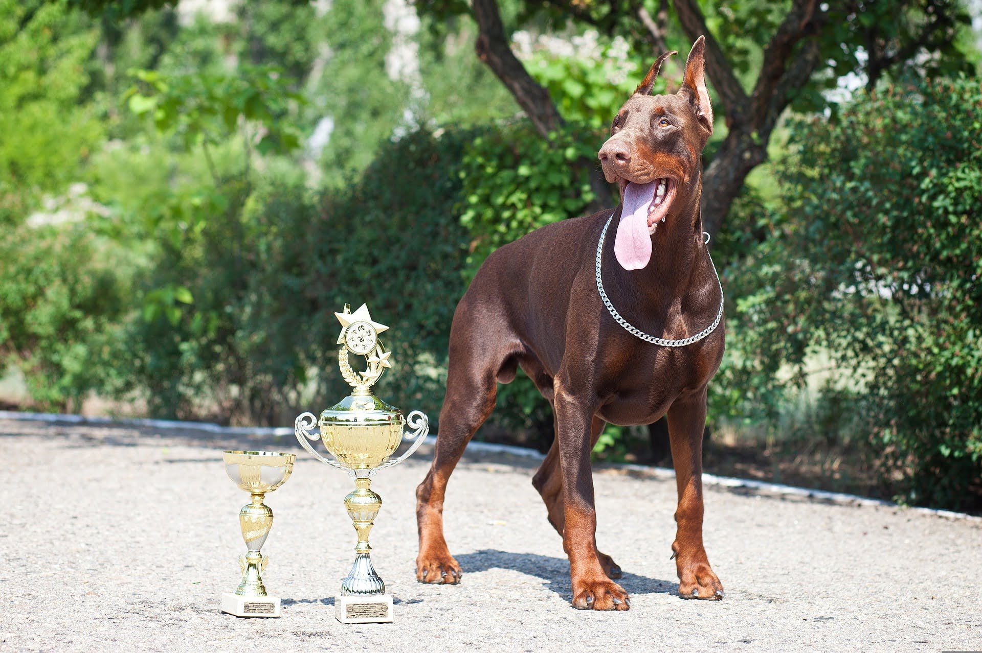 Chocolate Doberman Loyal Family Dogs You'd Surely Love