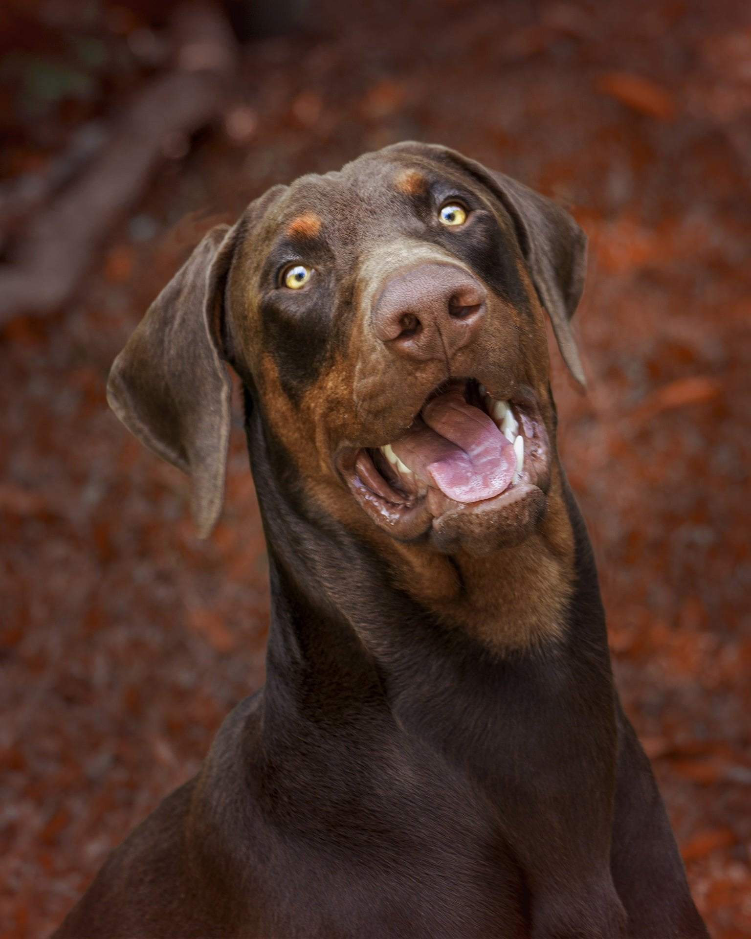 Chocolate Doberman Loyal Family Dogs You'd Surely Love