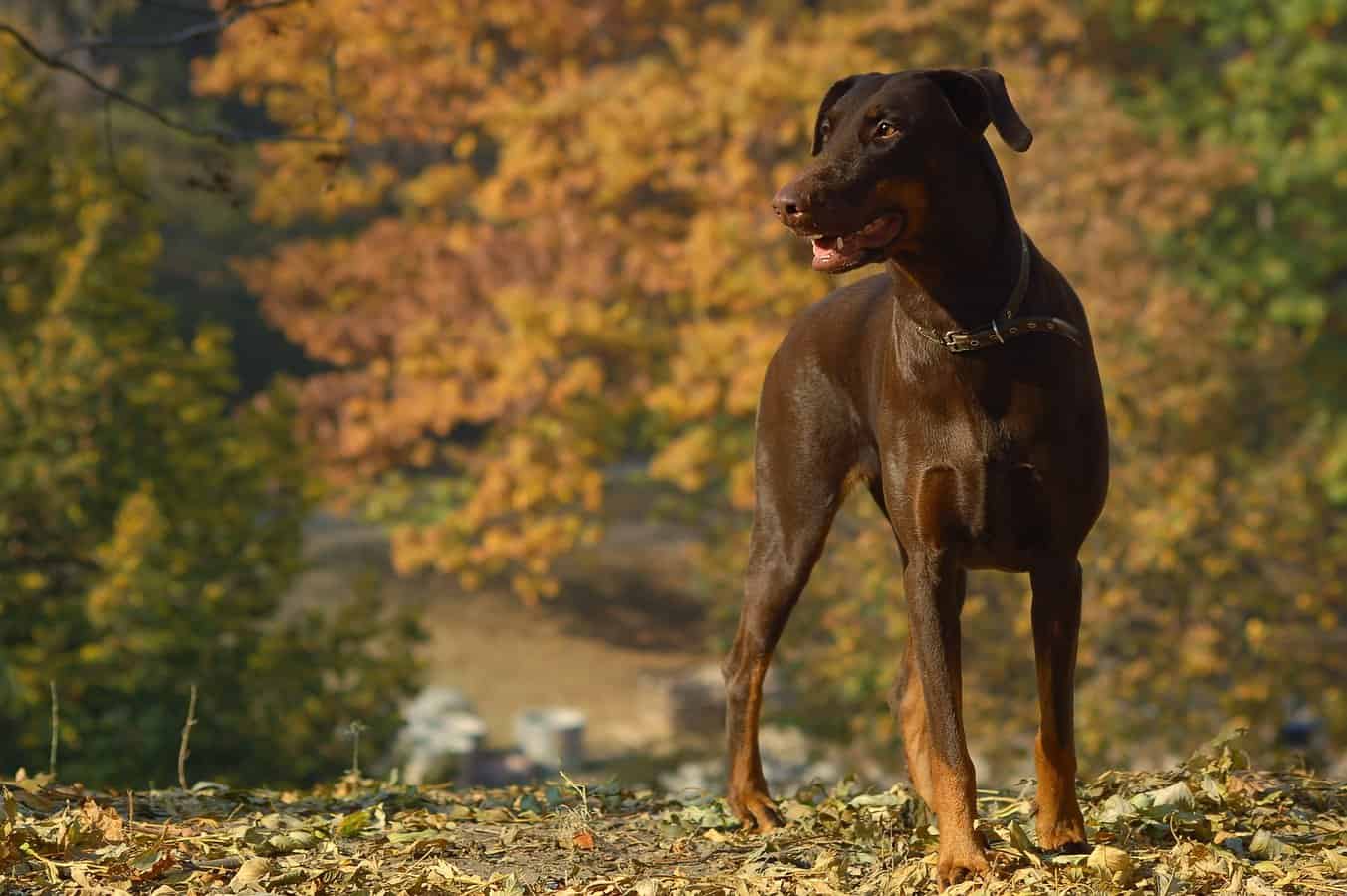 Chocolate Doberman Loyal Family Dogs You'd Surely Love