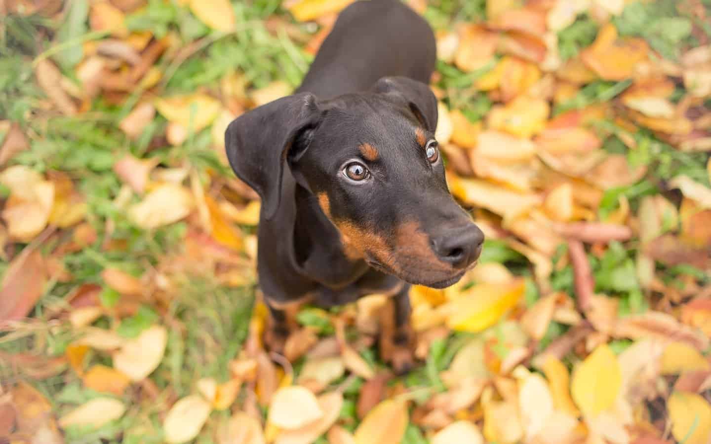 Chocolate Doberman Loyal Family Dogs You'd Surely Love