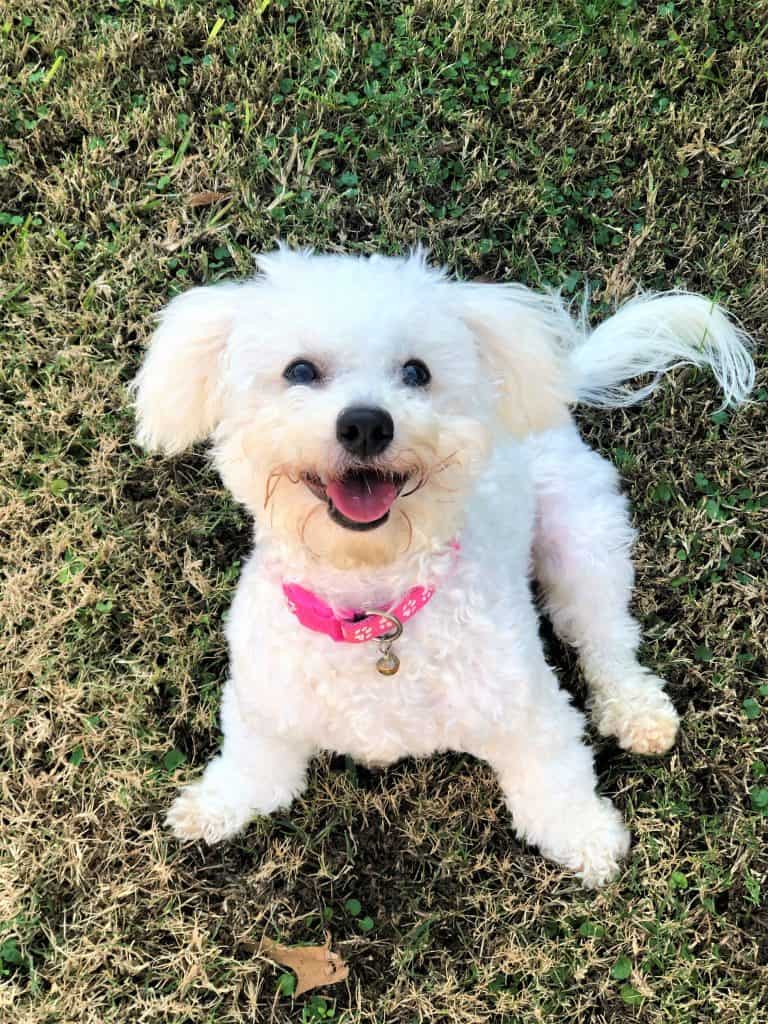 happy white puppy with pink collar smiling on grass