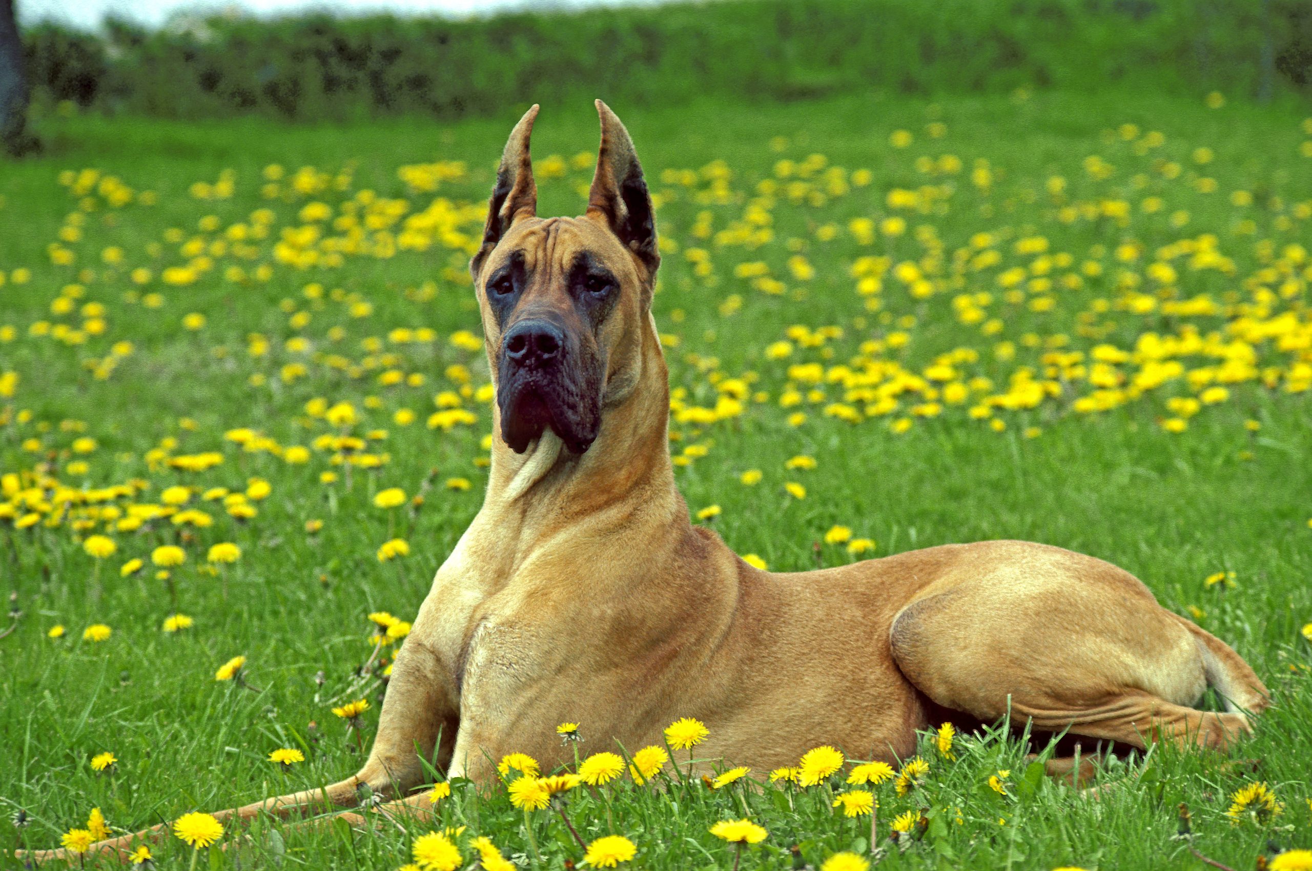 the-brown-great-dane-light-dark-and-everything-in-between