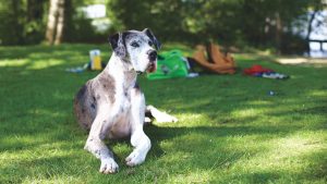 Grey Great Dane: Everything We Love About The Gentle Giants