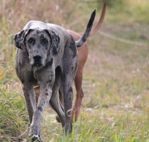 What is the most popular Great Dane color?
