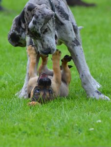 Grey Great Dane: Everything We Love About The Gentle Giants