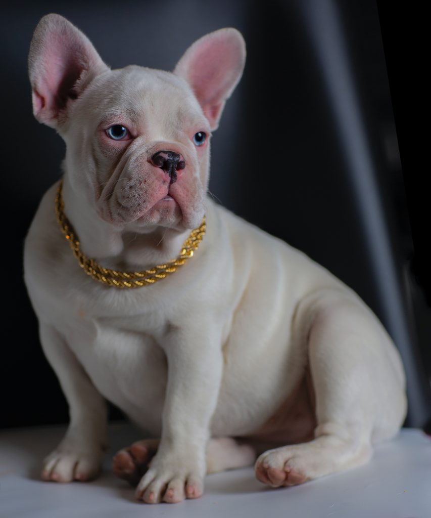 white short-coated dog with gold chain