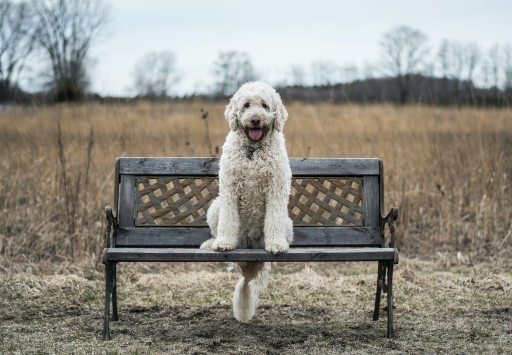 a white labradoodle sitting on a lattice bench