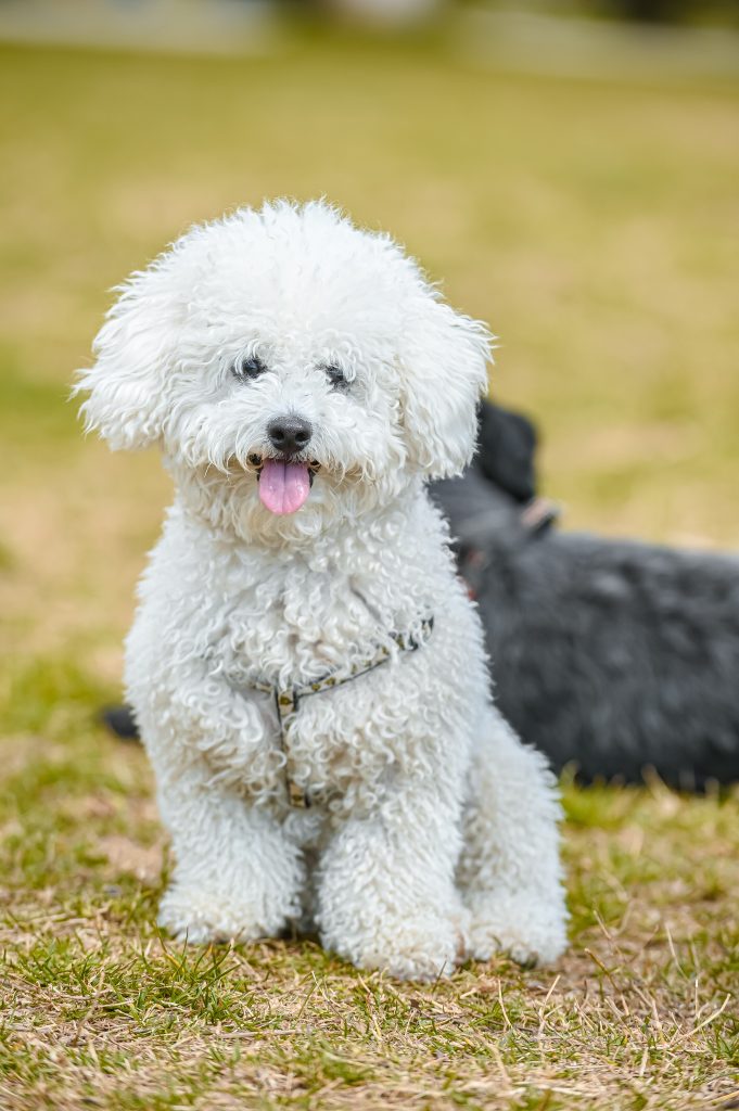 Fluffy white poodle with tongue sticking out