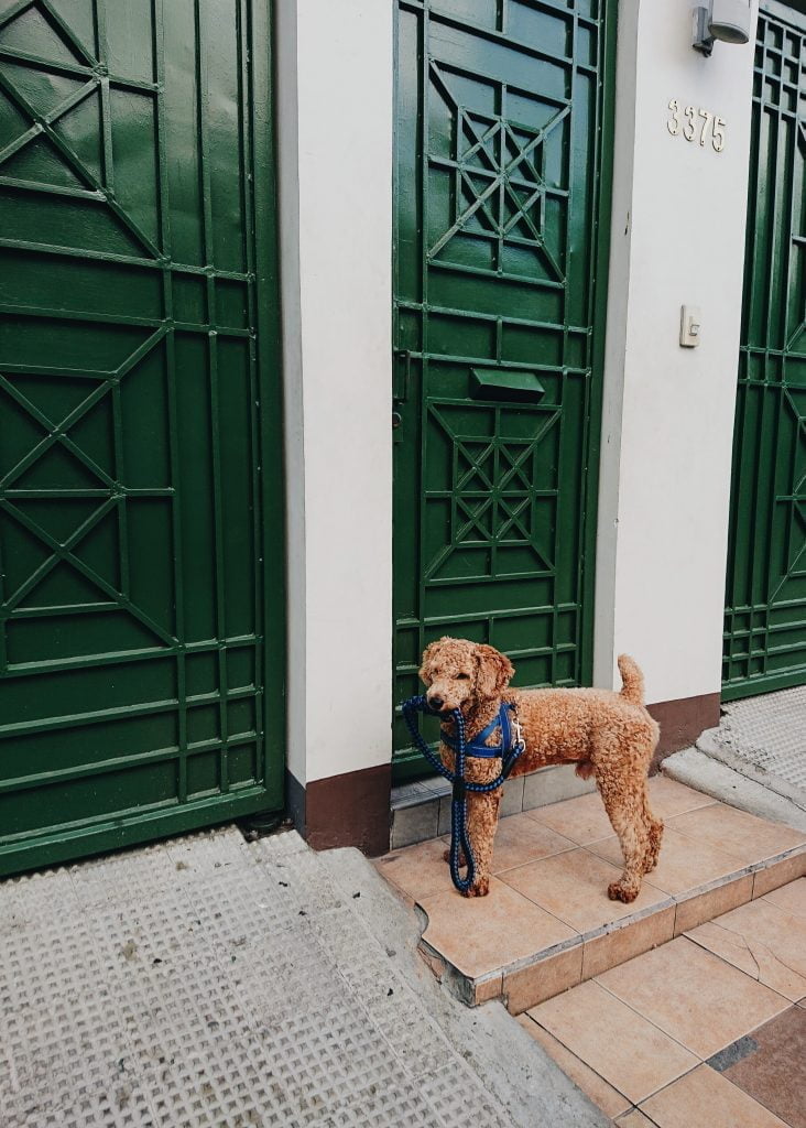 Poodle summer cut