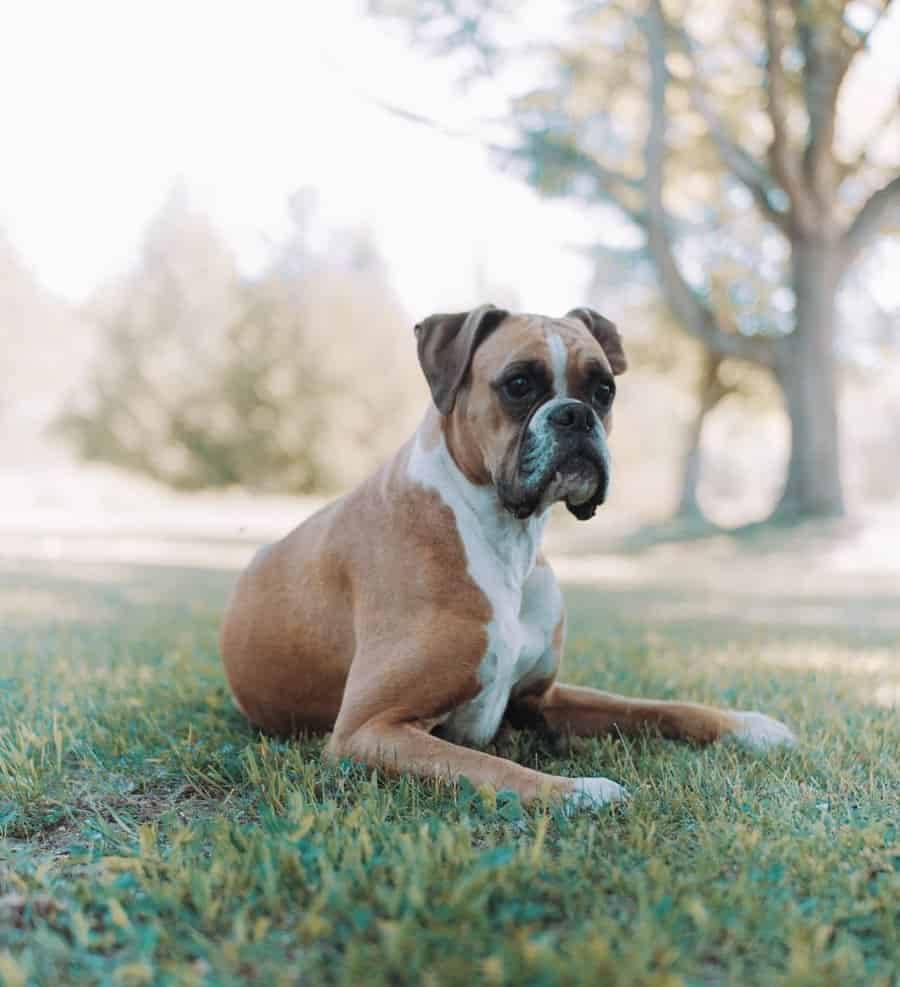 Light Brown Boxer