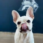Can a white French Bulldog change color?