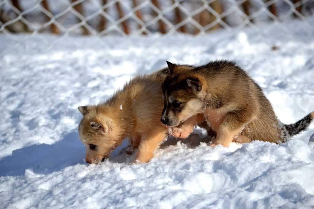 Chocolate Husky Puppies