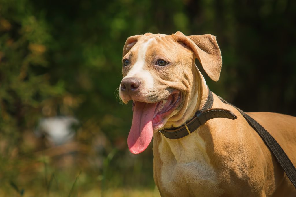 when do pitbull puppies stop growing