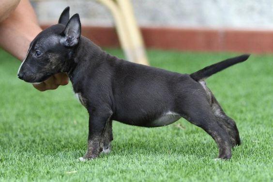 black bull terrier puppy