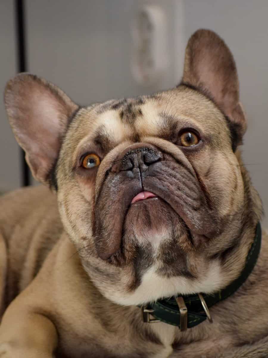 Nailing the Neck Game Decoding the Average French Bulldog Neck Size