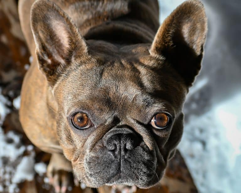 Brown French Bulldogs - 17 Must See Color and Mix Breed Variations