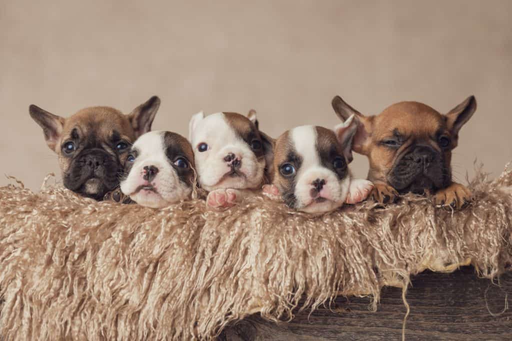 Brown French Bulldog Puppies