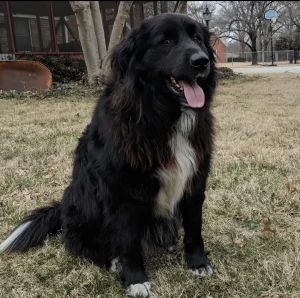 How rare is a black Great Pyrenees?