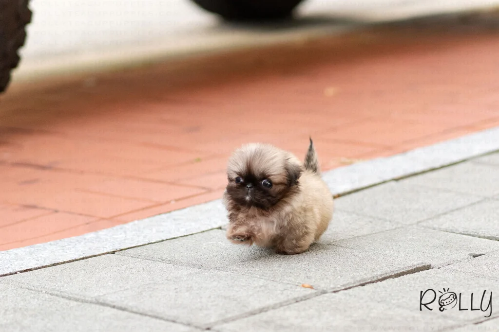 Adult Teacup Pekingese