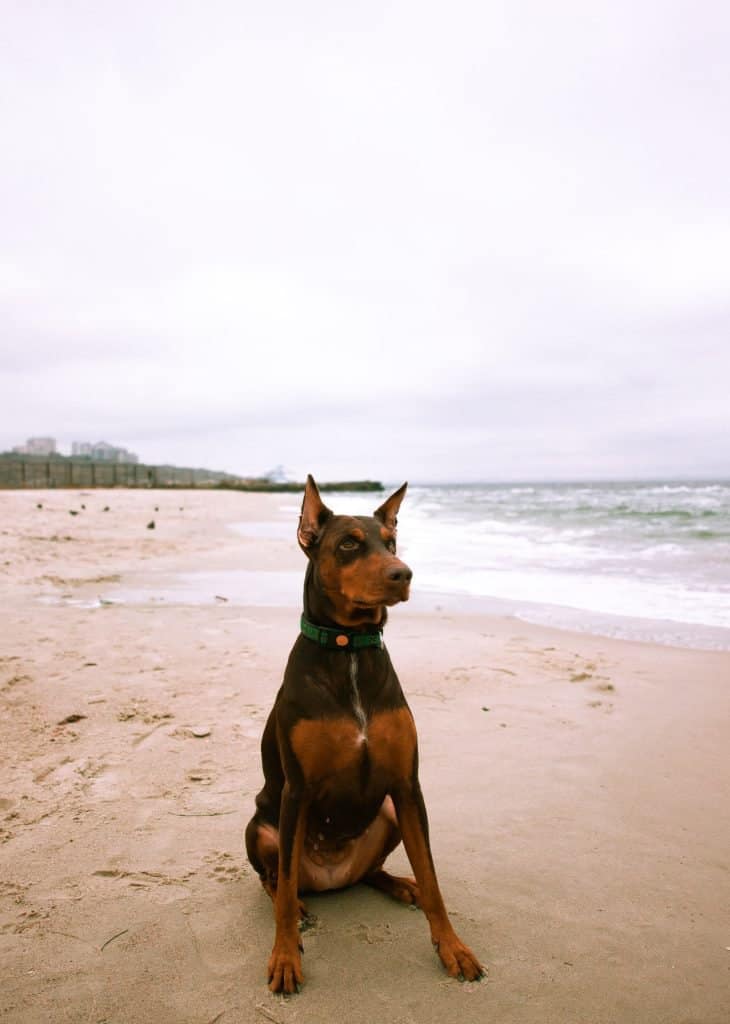 Male Chocolate Doberman