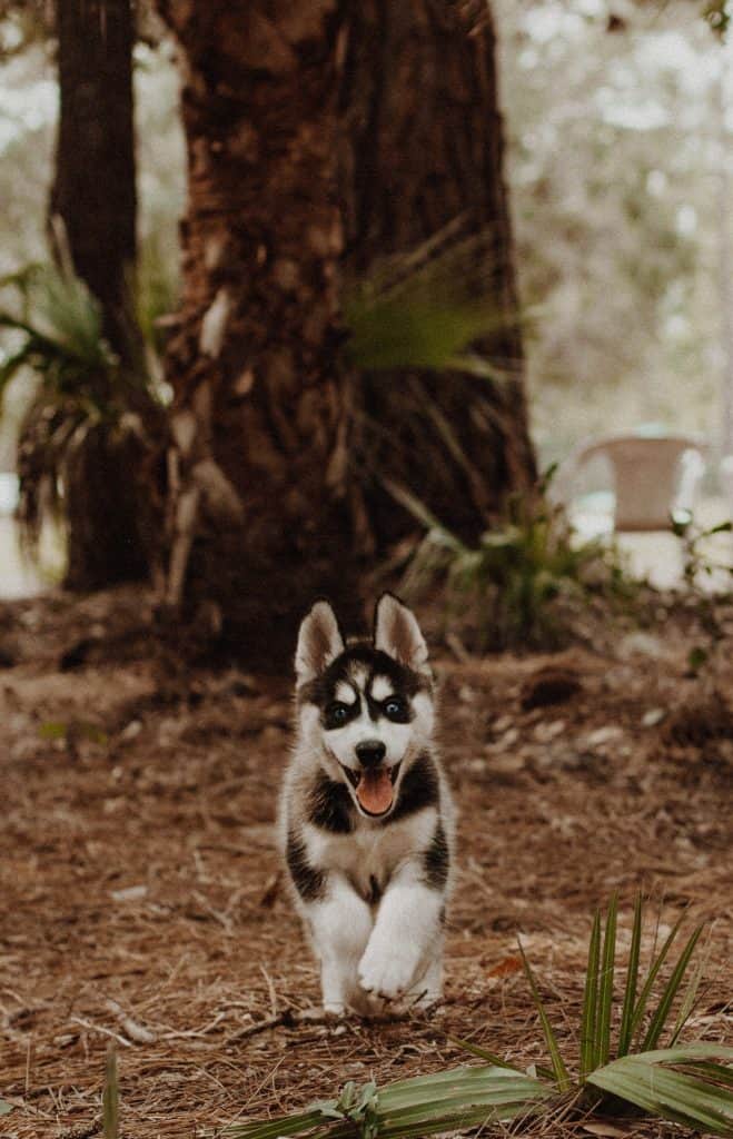 Siberian Husky Puppy