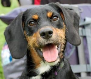 Black, Tan, and Totally Irresistible: Discover the Daringly Cute World