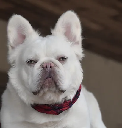 How much is a long-haired french bulldog