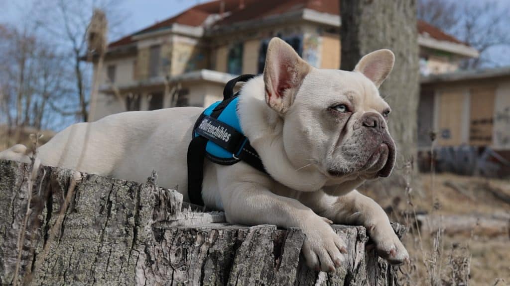 Mini French Bulldogs vs French Bulldogs