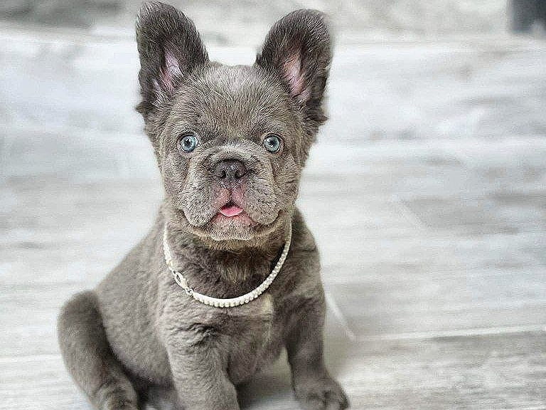 French Bulldog blue eyes