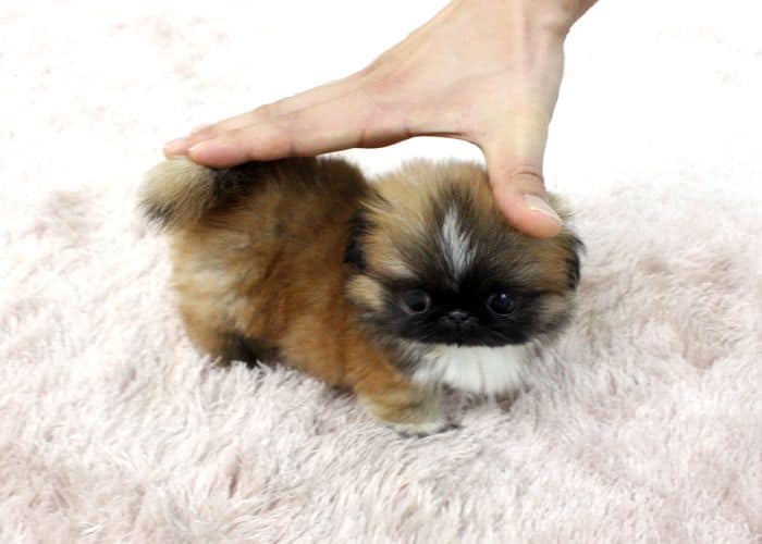 Teacup Pekingese