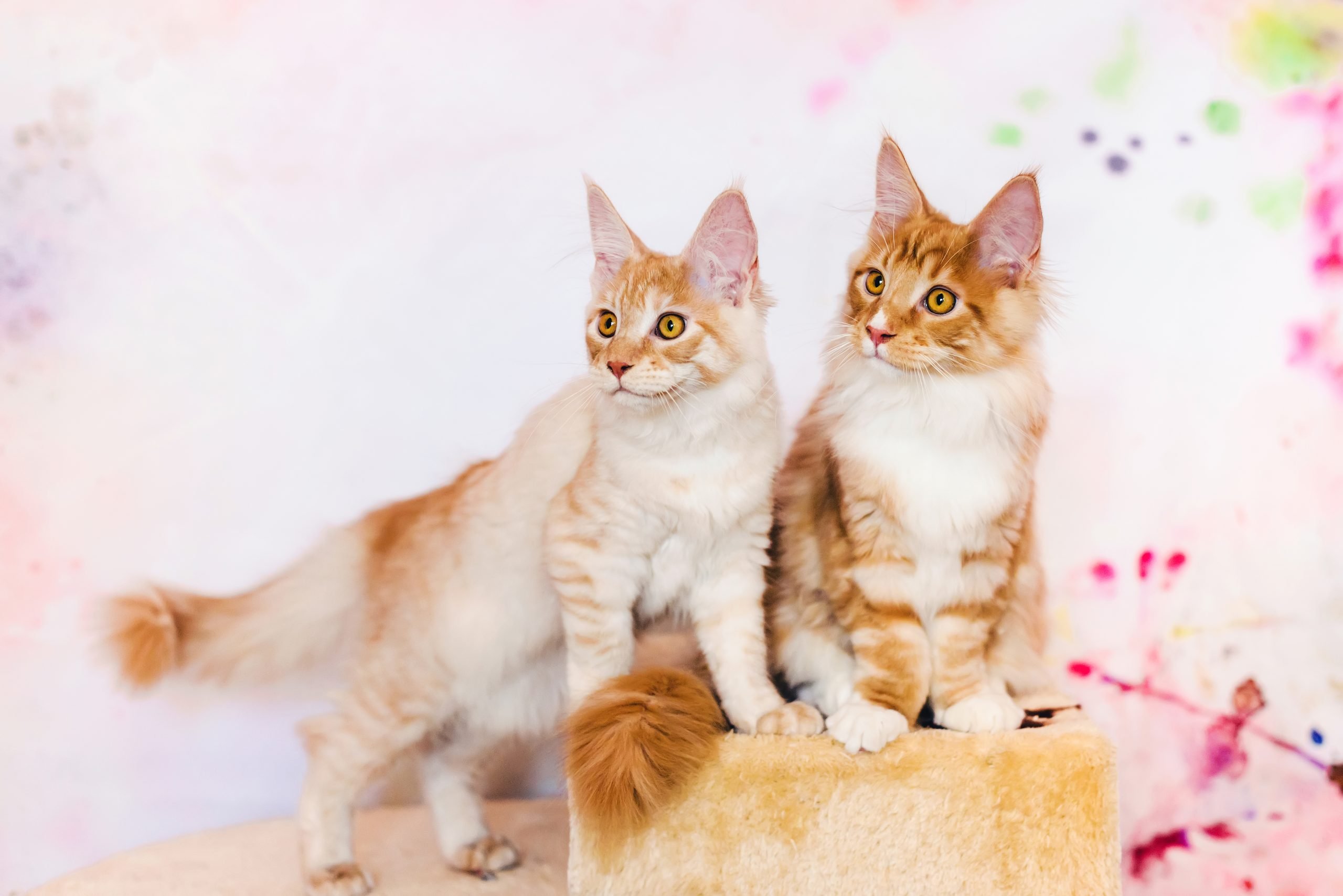 Is It OK to Shave a Maine Coon Cat? The Definitive Guide