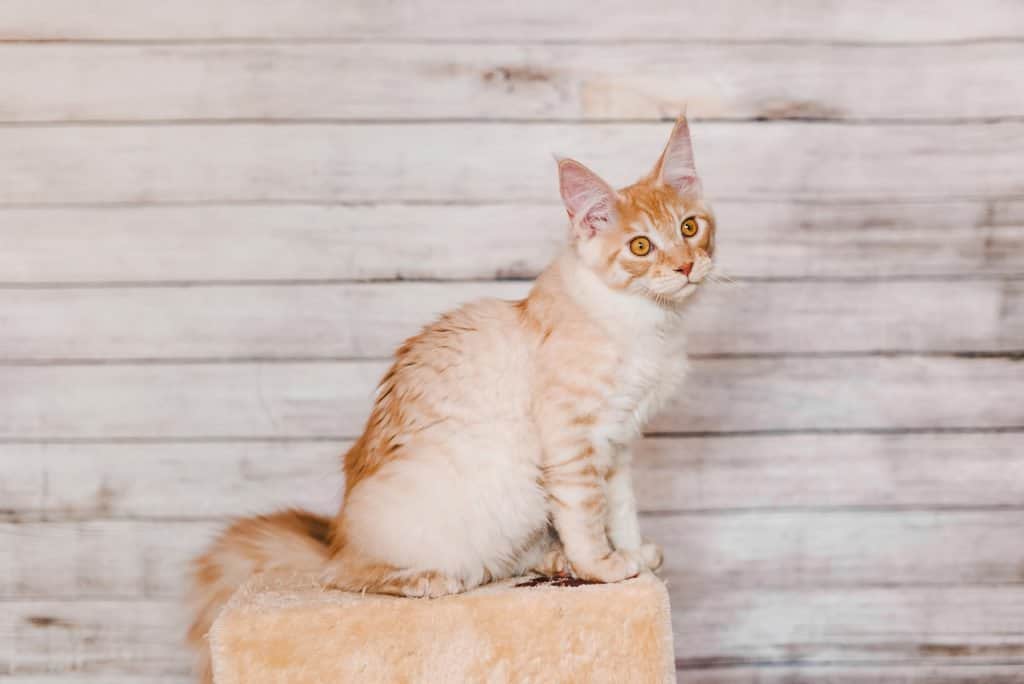 Maine Coon Tabby Mix Orange Color