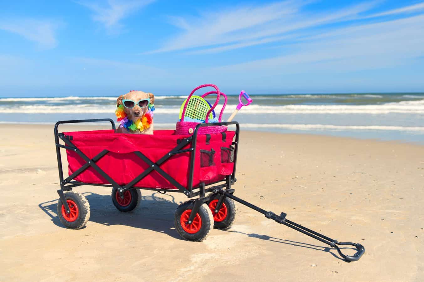 Best Wagons for Dogs The Top 10 WoofWorthy Wheels