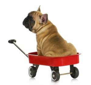 Best Wagons for Dogs