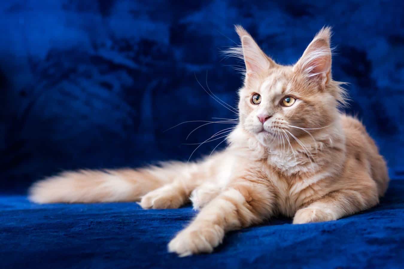 What Color are Maine Coon Cats? Unique and Striking Variations