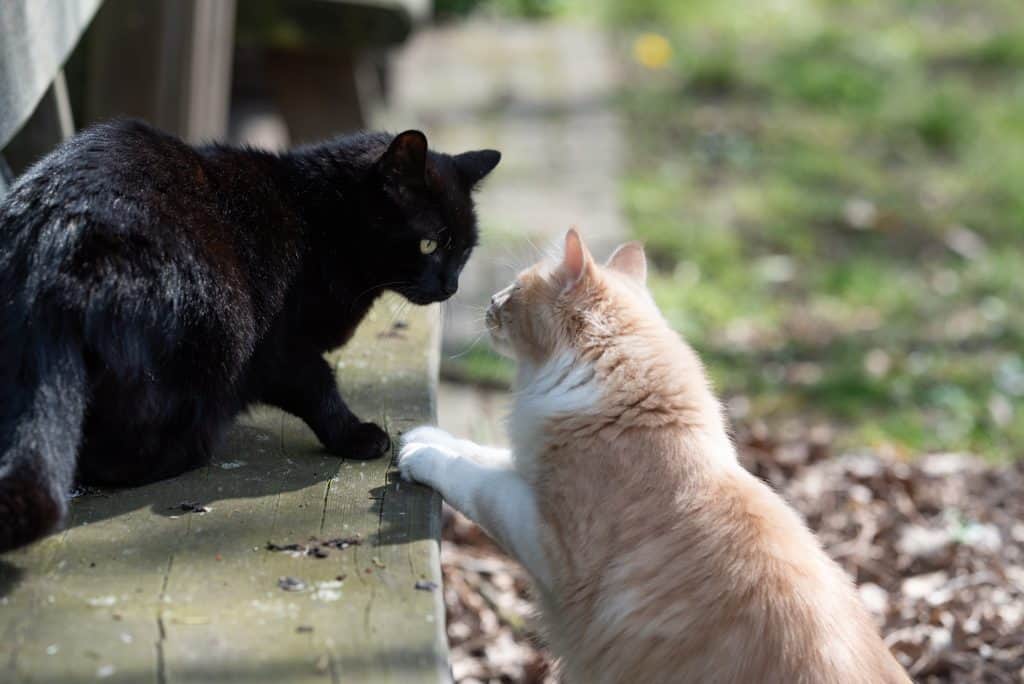 Two DifferenFawn Cream-colored Maine Coon Cat and Black Domestic Shorthair Cat smelling on each other outdoors in the back yard on a sunny dayt Cat Breeds