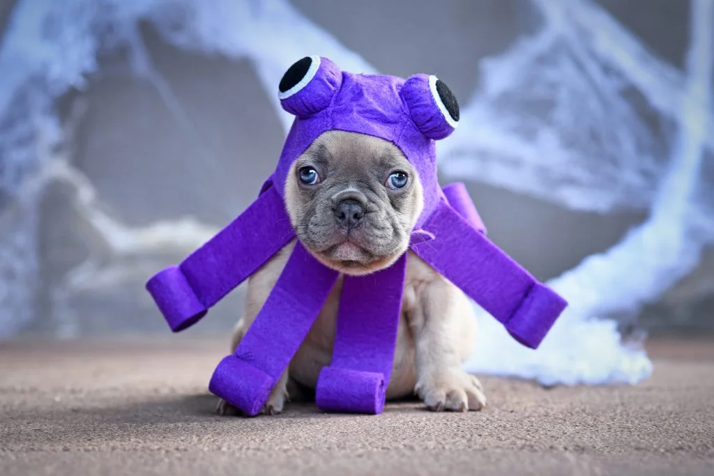 French Bulldog blue eyes