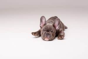 how much is a teacup french bulldog