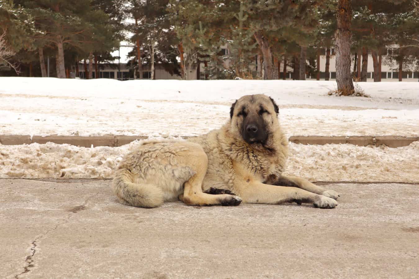 From Bark to Bank How Much Are Kangal Puppies Worth?